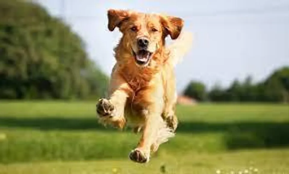 You too will laugh when you see a dog walking like that