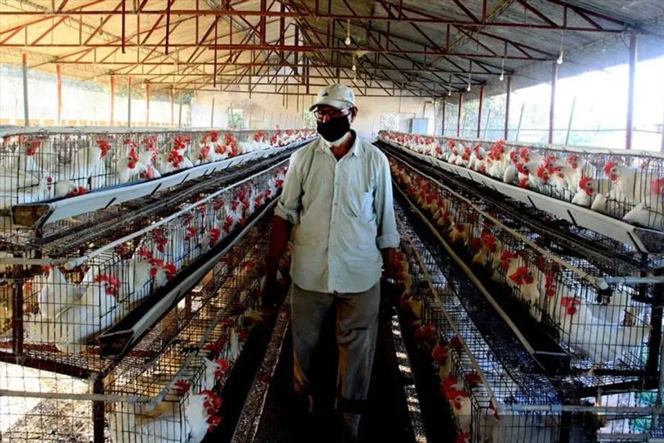 Again bird flu hit the city