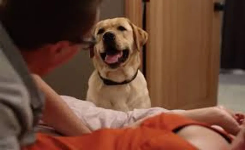 Pet watches couple having sex