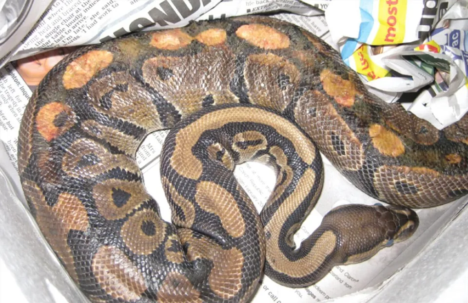 BRITISH COLUMBIA VET SEEKS GOOD 🏠 HOMES FOR 2  BIG 🐍⛎ SNAKES