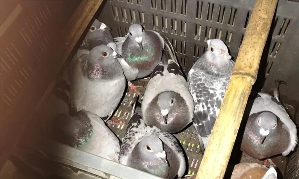 BSF THWARTED SMUGGLING ATTEMPT OF WILDLIFE BIRD AND RESCUED 10 RARE SPECIES OF BIRDS