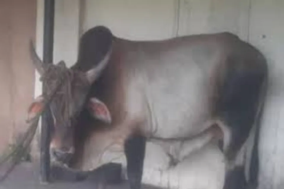 As restrictions eased Ox racing started in Karnataka leading to a death of a youth