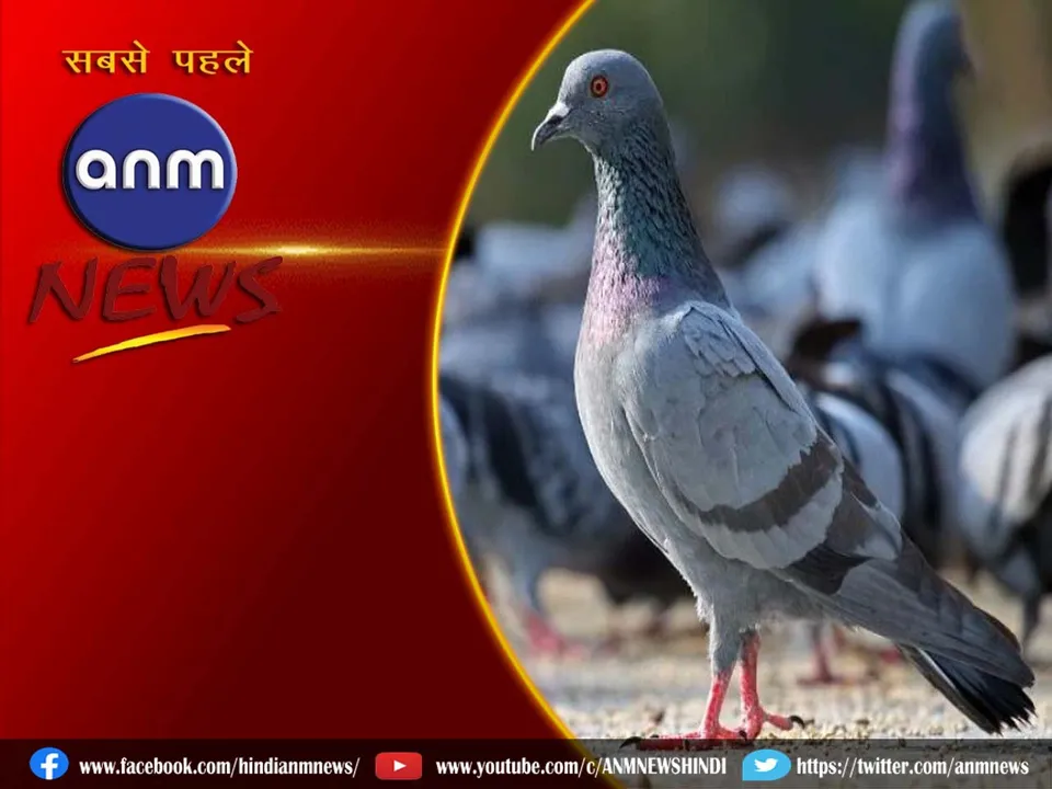 14 pigeon