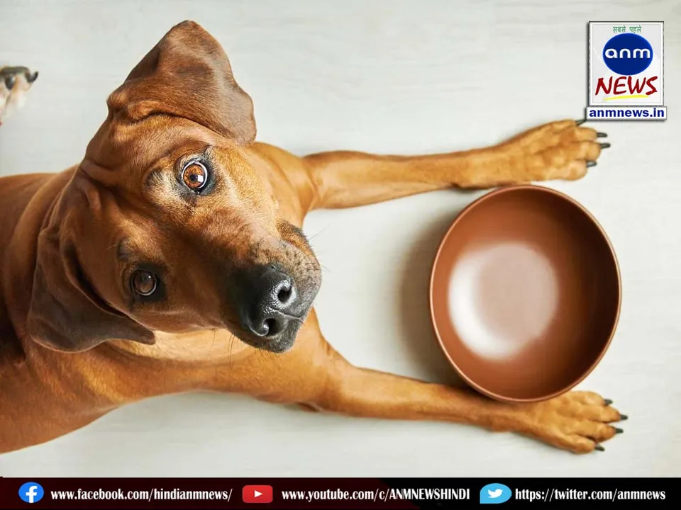6 DOG FEEDING