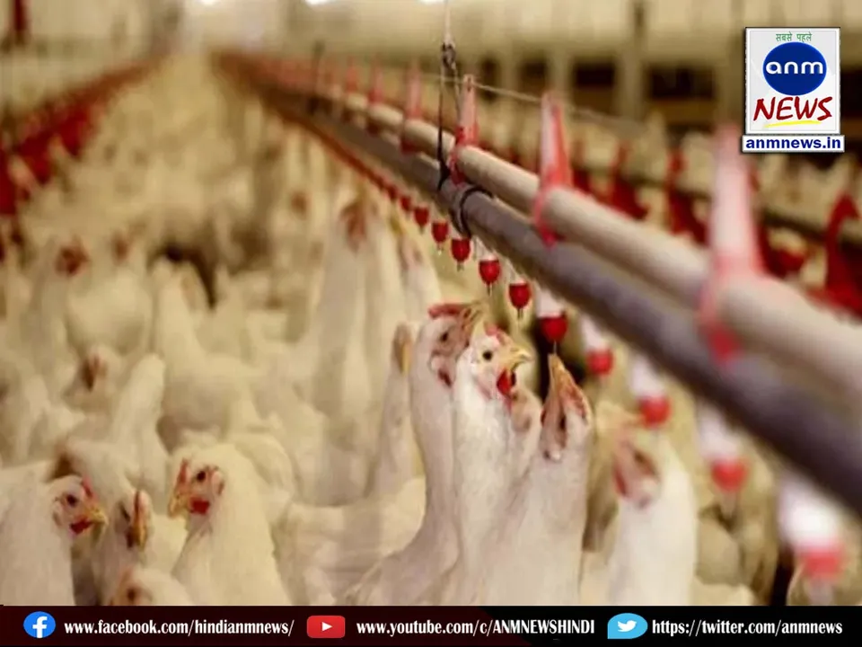 poultry