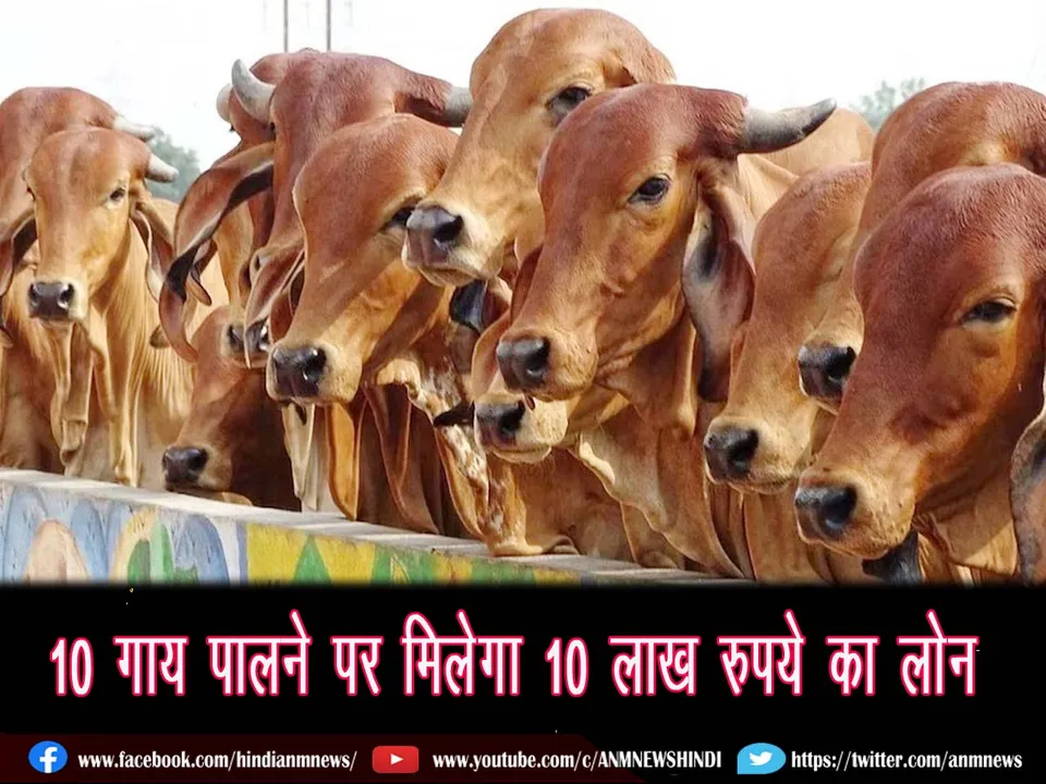 Farmers rearing 10 cows will get loan up to Rs 10 lakh