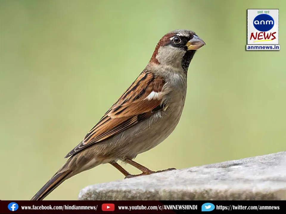 House Sparrow Population