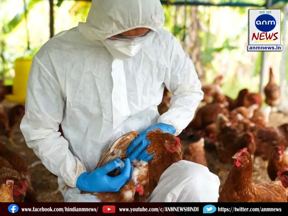 bird flu
