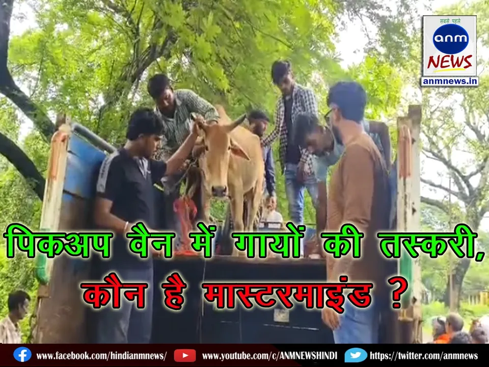 Cattle smuggling in a pickup van