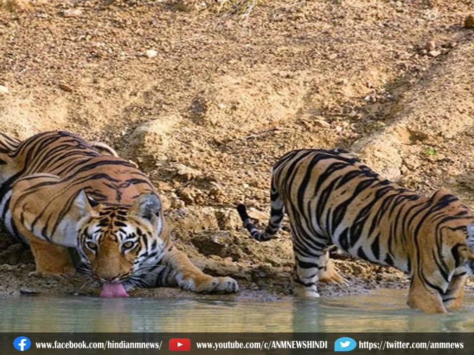 tiger census