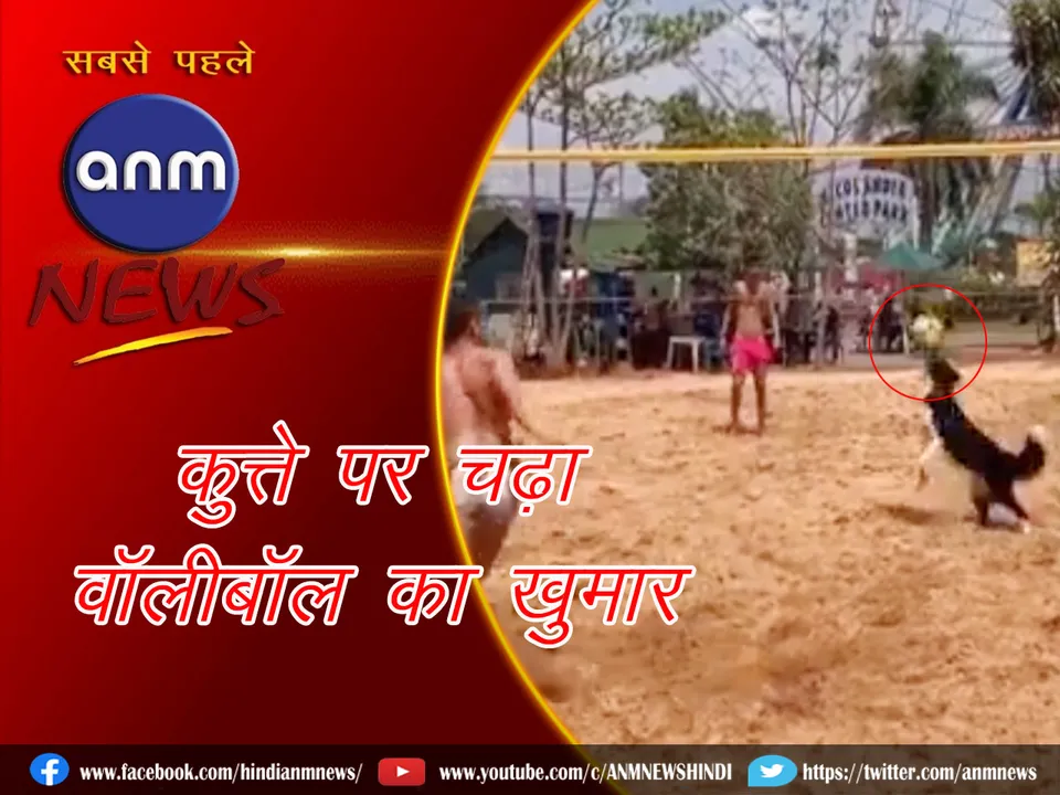 dog playing v ball.j