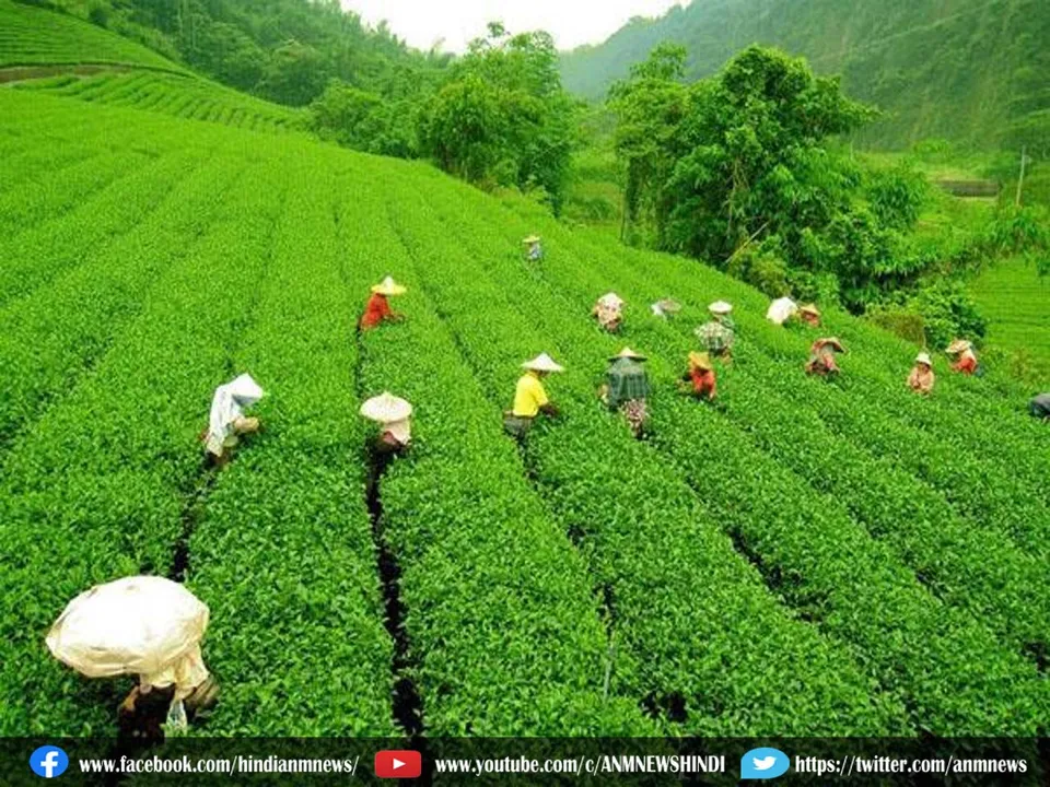 tea quality