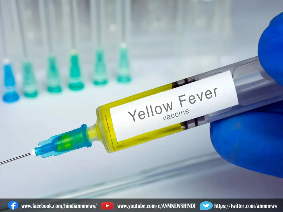 yellow fever