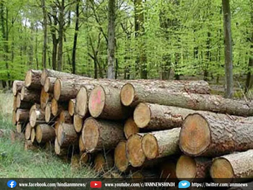 teak wood