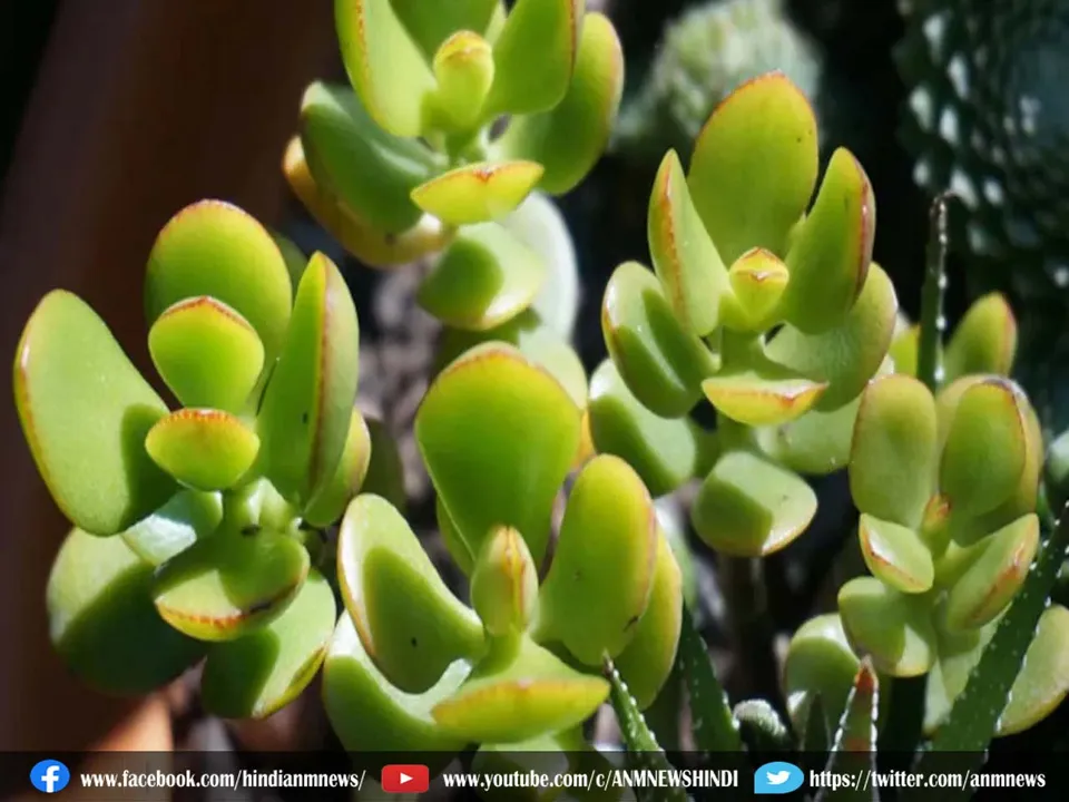 mohini plant