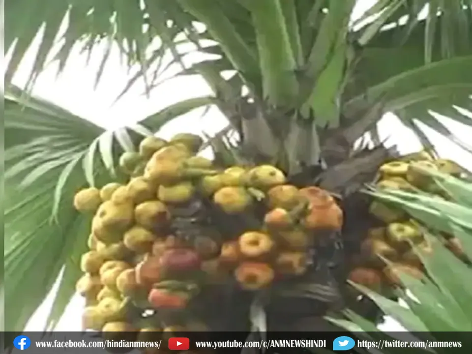 palm tree
