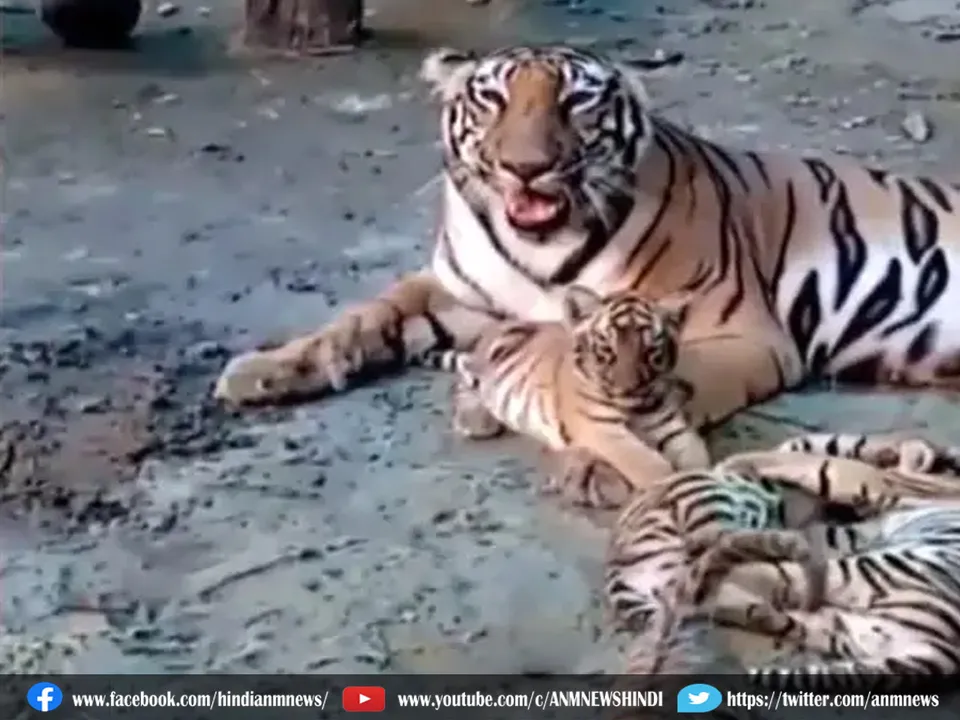 bangal safari park