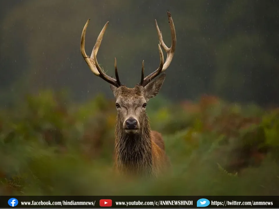 chronic wasting disease