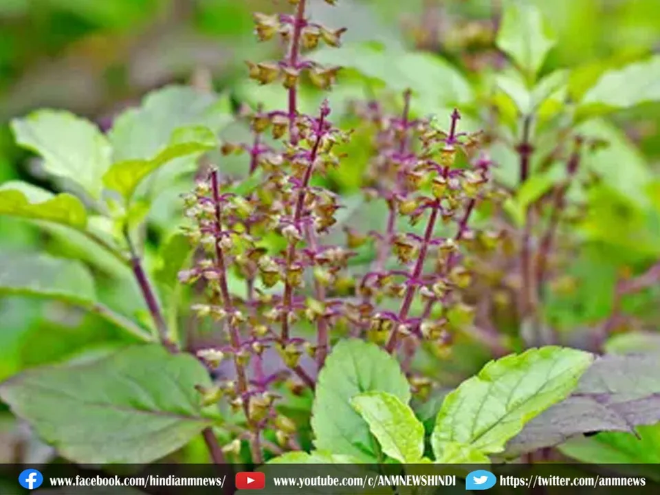 dry tulsi.