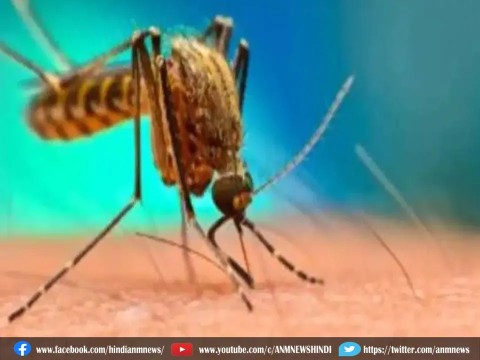 dengue mos
