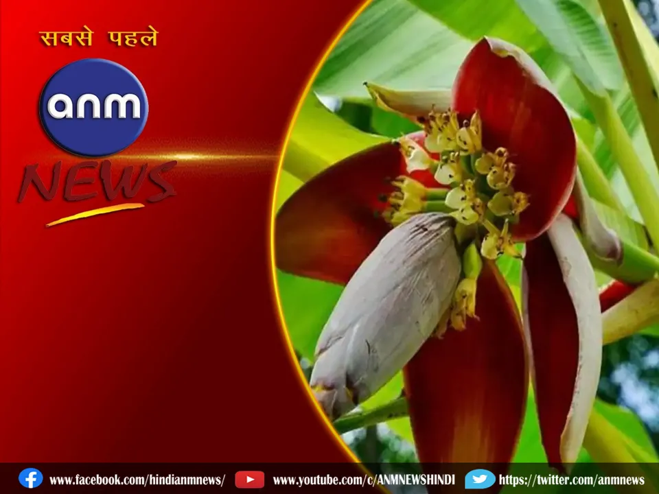 banana flowers