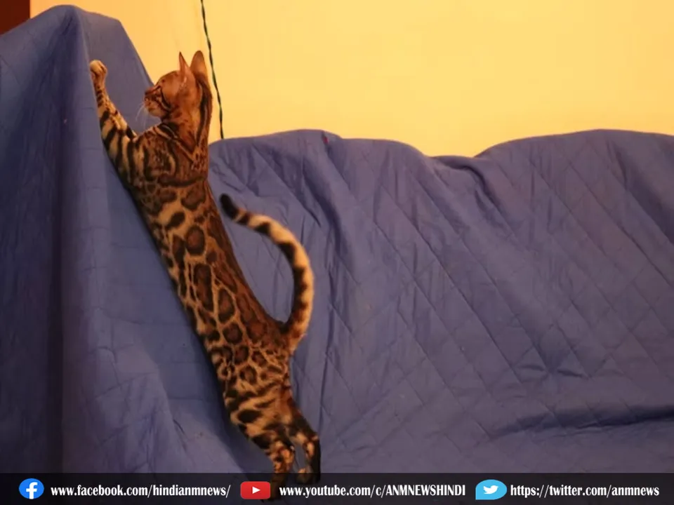 spots