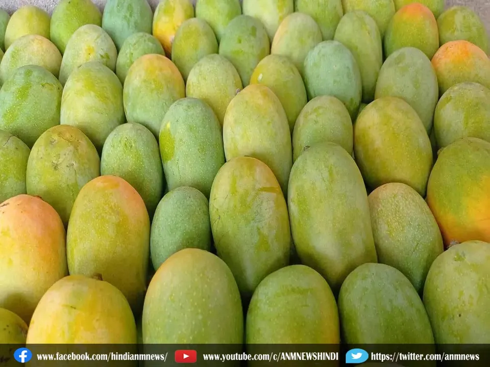 mango store