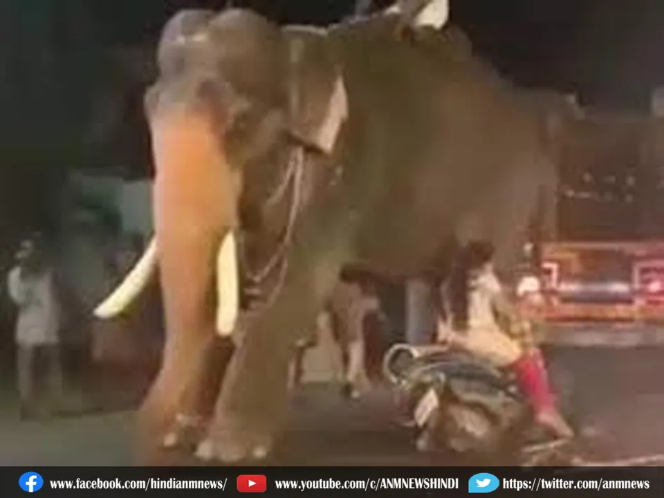 elephant