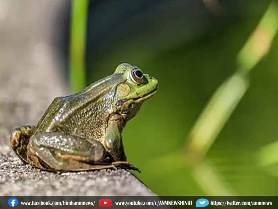 frog