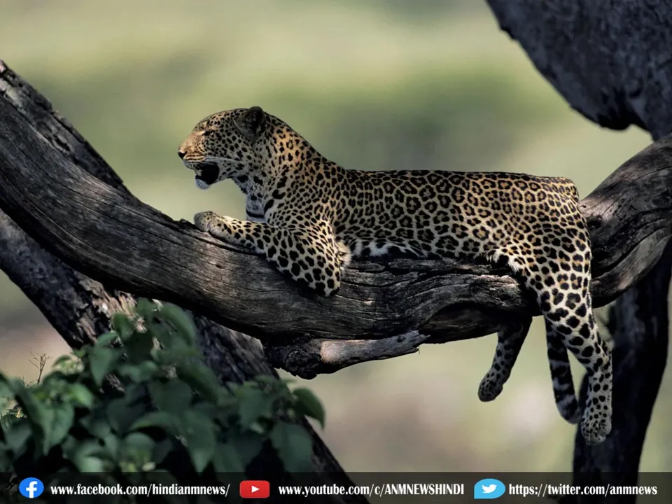 leopard