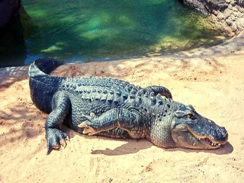 crocodile.
