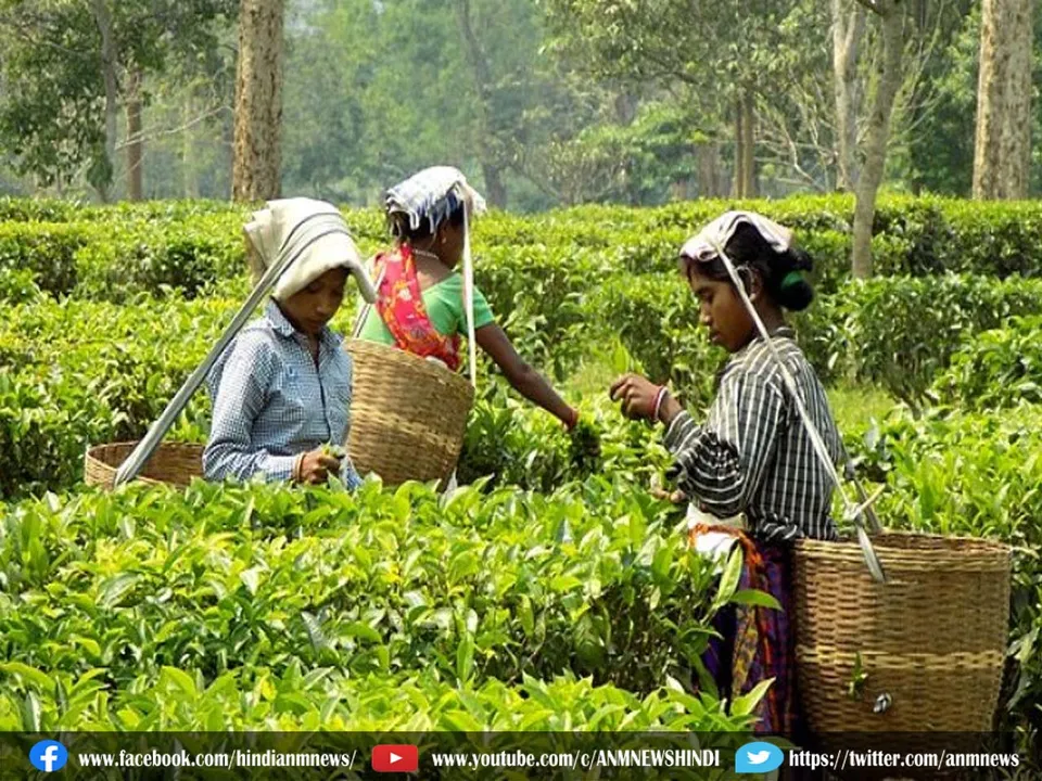 tea garden darjeelingea garden.