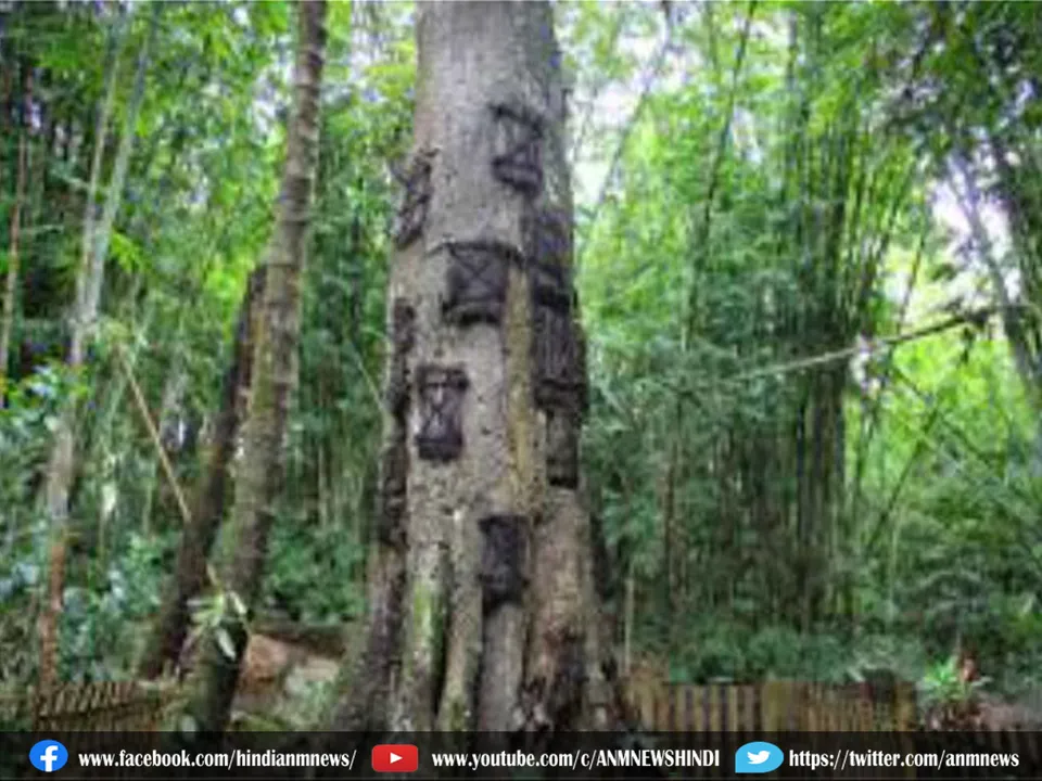 become trees