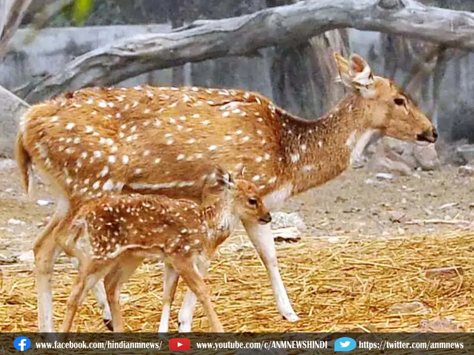 deer.