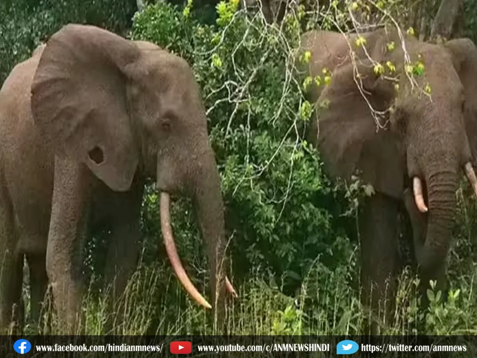 elephant weed