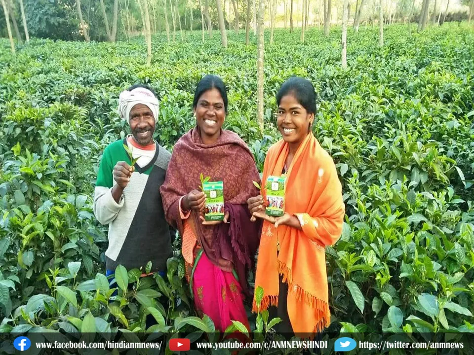 tea garden land