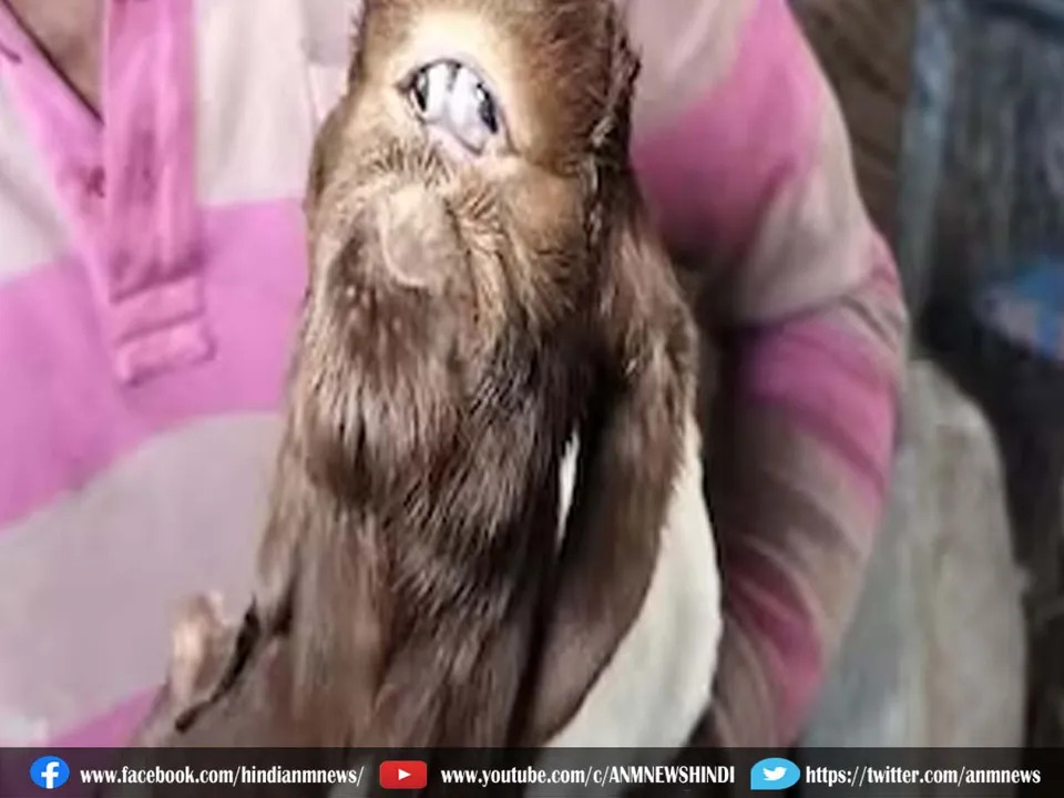 alien  goat