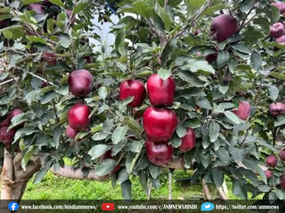 Apple Price