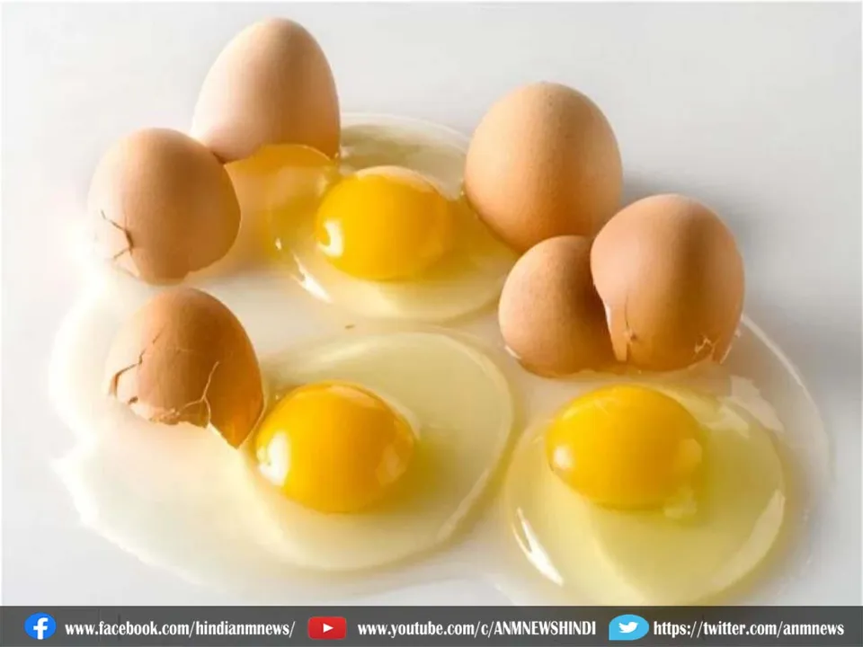 egg