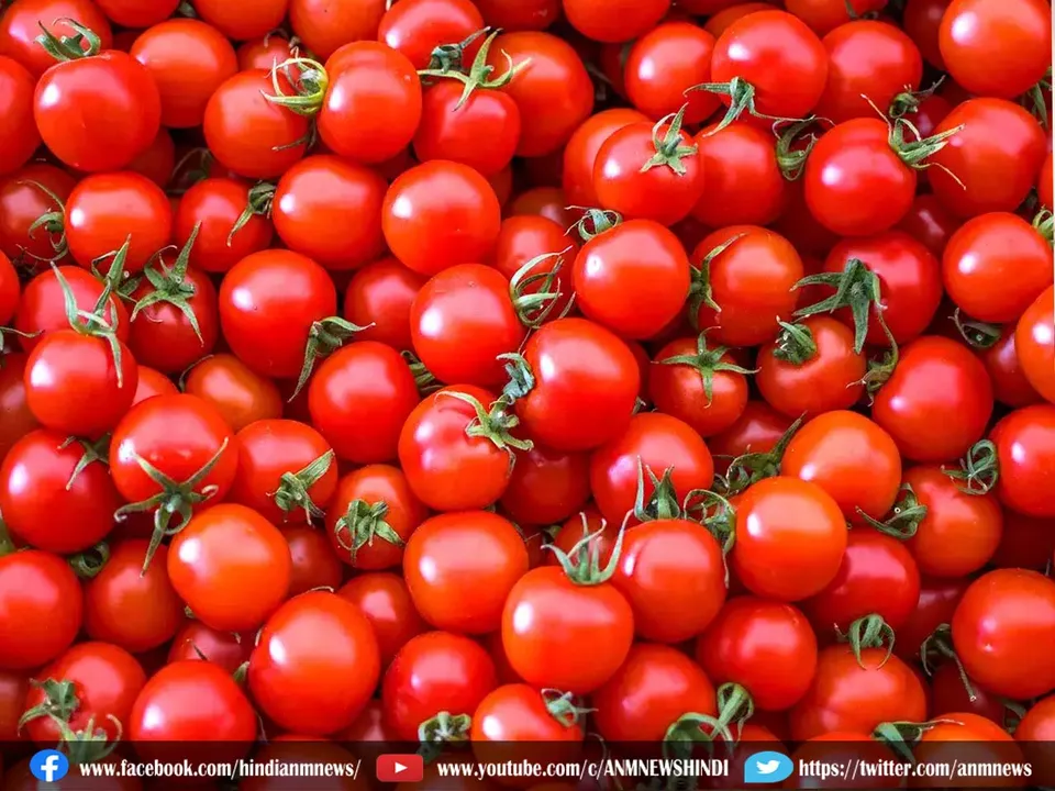 tomato 