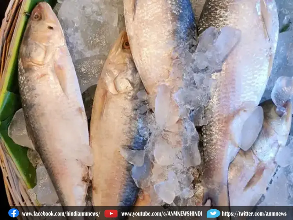 bengal hilsa