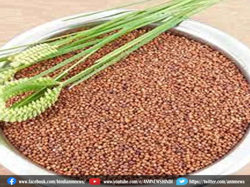 ragi