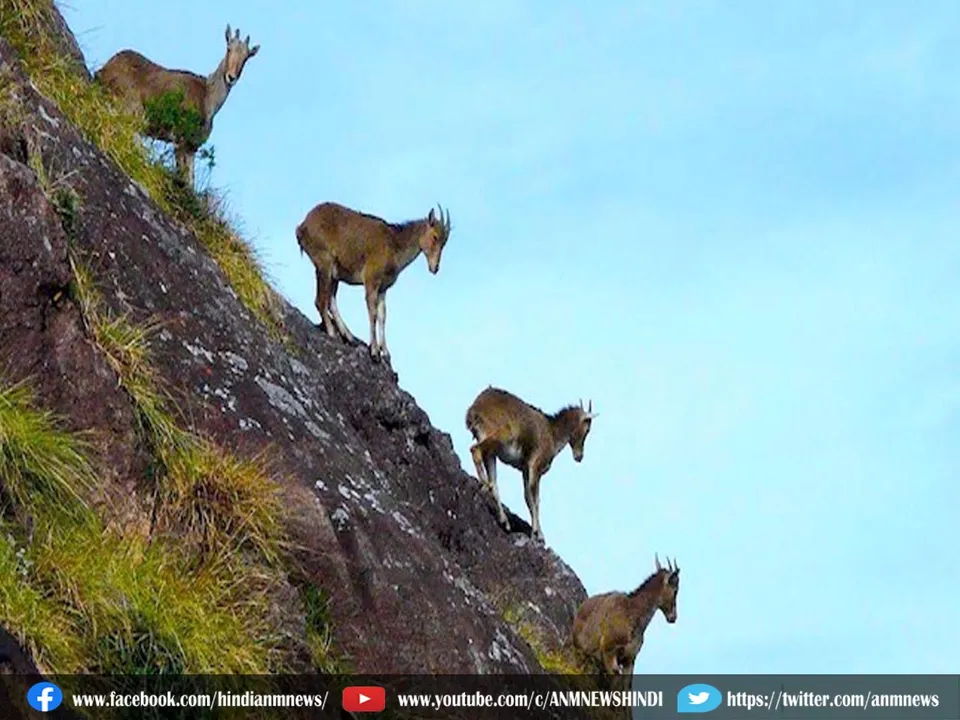 nilgiri