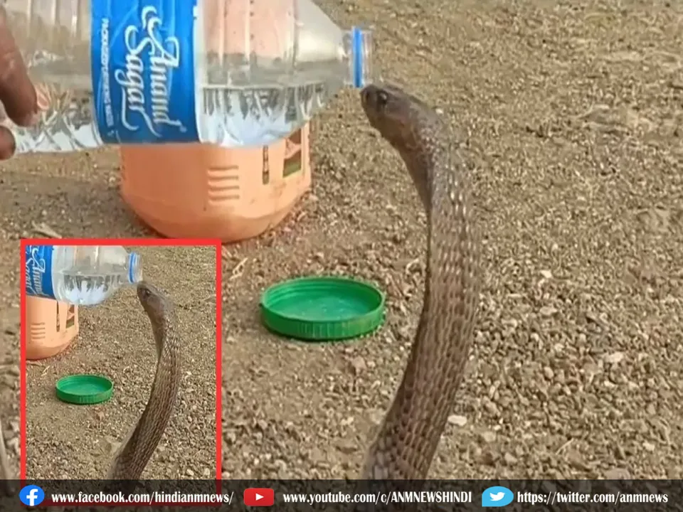 snake