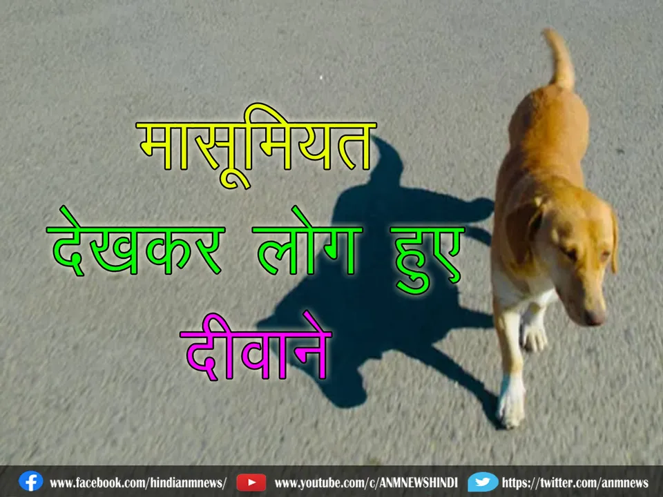 8 dog cute video