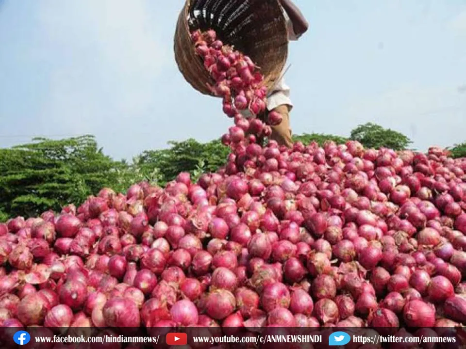 Onion 1