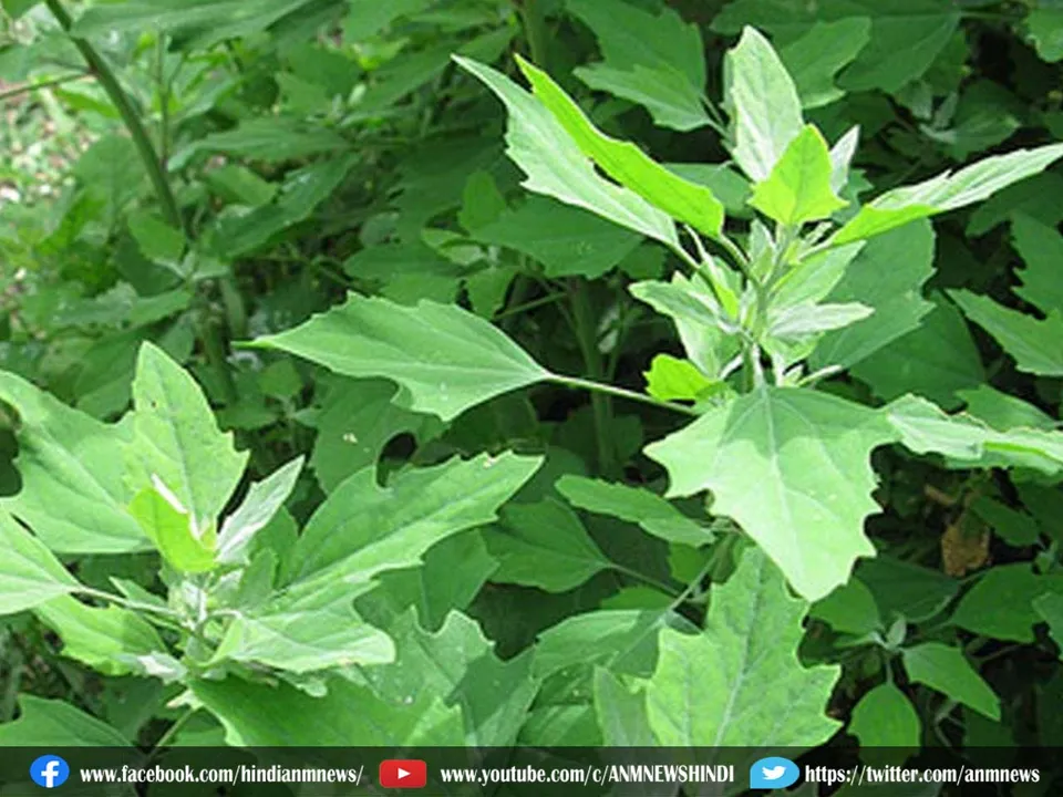 bathua saag