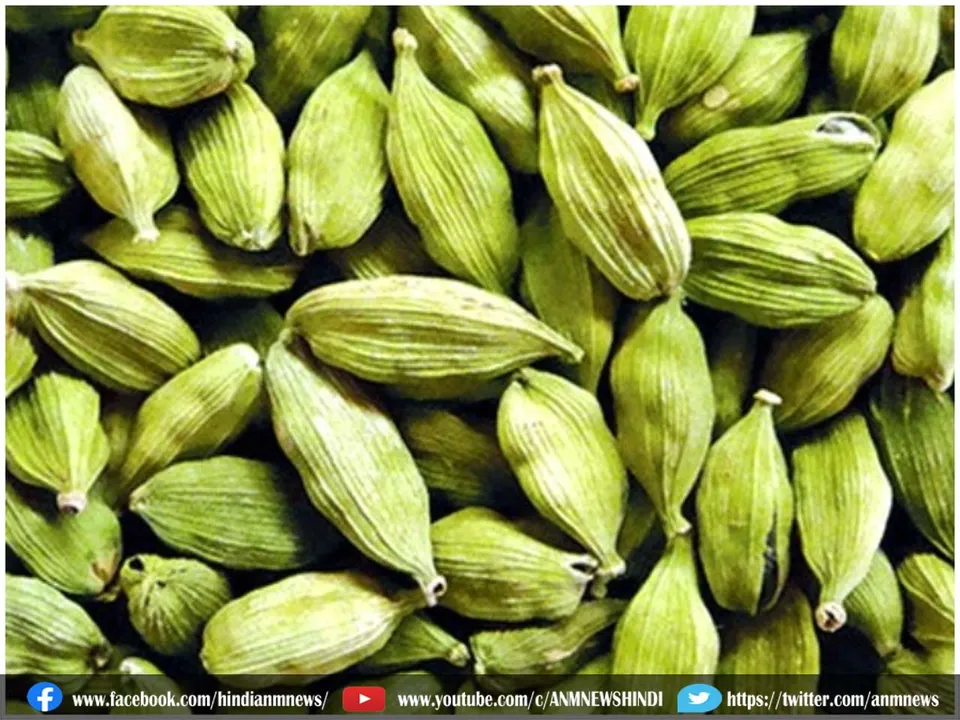 cardamom