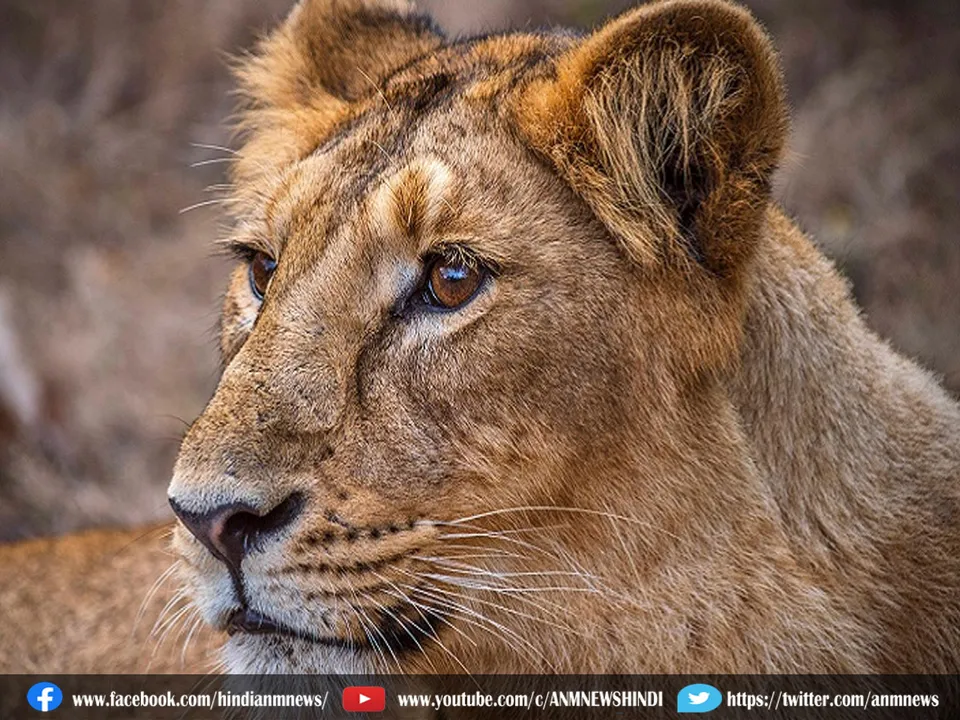  lion