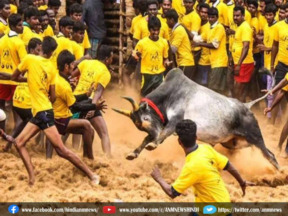 Jallikattu event